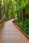 Hikers on boardwalk in rainforest at Milford Sound, Fiordland NP, South Island, New Zealand Art Print